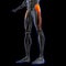 Tensor Fasciae Latae Muscle Anatomy For Medical Concept 3D Illustration