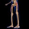 Tensor Fasciae Latae Muscle Anatomy For Medical Concept 3D Illustration