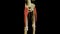 Tensor Fasciae Latae Muscle anatomy for medical concept 3D rendering