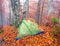 Tent backfilled yellow leaves