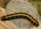 Tent Caterpillar