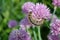 Tent Caterpillar on a Chive Flower