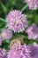 Tent Caterpillar on a Chive Flower