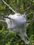 Tent caterpillar nest, aka Lackey moth caterpillars. Malacosoma neustria. On Prunus spinosa bush, sloe.