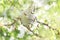 Tent Caterpillar Silk Nest in Crabapple Tree