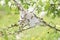 Tent Caterpillar Silk Nest in Crabapple Tree