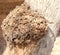 Tent caterpillars creating a cocoon around a tree section.