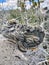 Tent caterpillars at Wee Thump Joshua Tree Wilderness outside of Searchlight, Nevada