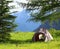 A tent in a picturesque meadow in the mountains