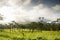 Tent site with grass field and pine tree wood in rain forest and sunrise cloud sky background landscape