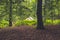 Tent Standing in Forest Behind Row of Ferns.