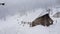 Tent which is covered with heavy snowfall  in a campsite.