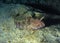 Tentacled blenny (Parablennius tentacularis), fish hiding in empty shells of mussels, Black Sea