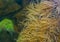 Tentacled sea anemones on a rock underwater in closeup, marine life background, marine life invertebrate species