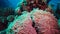 The tentacles of the coral wave in a stream of water. Static video, coral reef in the Red Sea