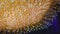 Tentacles of large sea anemone in a marine aquarium, macro photography in an aquarium