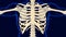 Tenth bone of Rib cage Anatomy for medical concept 3D