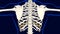 Tenth bone of Rib cage Anatomy for medical concept 3D