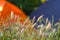 Tents in camping area- vegetation in focus