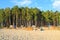 Tents in the wood on the bank of the Baltic Sea