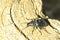 Tentyria incerta, is a species of beetle in the family Tenebrionidae