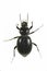 Tentyria laevis, is a species of beetle in the family Tenebrionidae