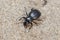 Tentyria sp. beetle walks on the sand of the beach on a sunny day