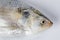 Tenualosa ilisha  hilsa herring terbuk fish