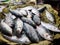 Tenualosa ilisha Hilsa ilish fishes on ice for sale in fish market with silvery scaleFive-spot Herring, Hilsa Kelee shad Tenualosa