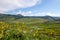 Teocalli Mountain and wildflowers along the Brush Creek trail near Crested Butte, Colorado, USA