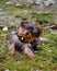 Teodor The Yorkie