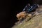 Tephritid fruit fly, Rioxa discalis
