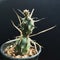 Tephrocactus articulatus. Cactus on plastic pot. Drought tolerant plant.