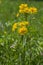 Tephroseris crispa perennial herbaceous flowering plant, meadow yellow orange flowers in bloom
