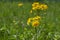 Tephroseris crispa perennial herbaceous flowering plant, meadow yellow orange flowers in bloom