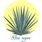 Tequila agave or blue agave vector illustration