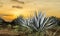 Tequila agave lanscape sunset