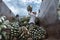 Tequila Jalisco Mexico - August 13, 2020: The farmers are throwing the agaves on top of the truck.