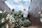 Tequila Jalisco Mexico - August 13, 2020: Two farmers are working on top of the truck with the agaves.