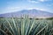 Tequila Landscape