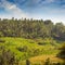 Teraced Rice Fields on a Hillside Plantation in Asia