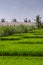 Terasses of rice and sugar cane, Chikkavoddaragudi India.