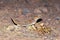 Teratoscincus bedriagai , Bedraiga`s wonder gecko or Bedriaga`s plate-tailed gecko