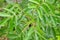 Terebinth (Pistacia terebinthus)