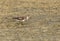 Terek sandpiper at Busaiteen coast of Bahrain