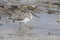 Terek Sandpiper spring day walking through the shallow water of