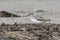 Terek Sandpiper standing on the shore of a shelf