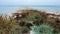 The terminal part of the Kinburn Spit, overgrown with specific salt-tolerant vegetation, protected area