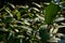 Terminalia arjuna is a tree of the genus Terminalia. It is commonly known as arjuna or arjun tree in English