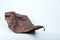 Terminalia catappa dried leaf